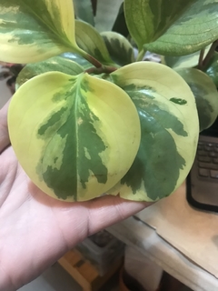 PEPEROMIA - Plantery