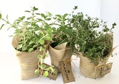 Plantas aromáticas en tamaño 12 cm - comprar online