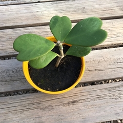 Hoya Kerrii - Plantery