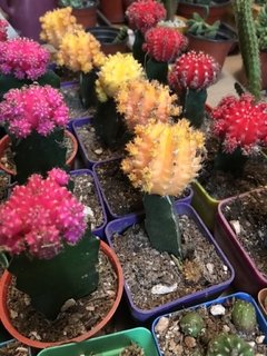 Cactus injertados - comprar online