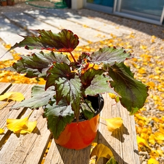 BEGONIA REX - Plantery