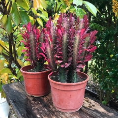 Euphorbia trigona RUBRA - comprar online