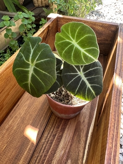 Alocasia velvet / Alocasia Black - comprar online