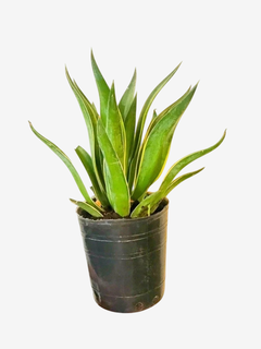 AGAVE DESMETIANA VARIEGADA - comprar online