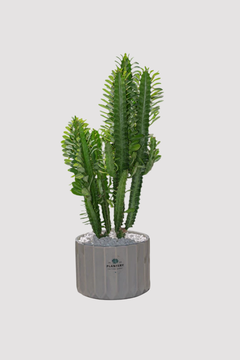 CACTUS EUPHORBIA