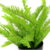 Bonsai Planta - Helecho 14x30cm (BF51) - comprar online