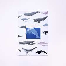 Delfín nariz de botella n° 2 : delfín de papel para armar - comprar online