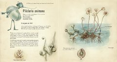 El herbario de las hadas - Sébastien Perez - Benjamin Lacombe - comprar online