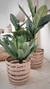 Planta Aloe - comprar online