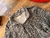 SHERPA VINTAGE WOLF/GREY en internet