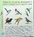 Aves de Plazas, Parques y Áreas Naturales de Buenos Aires - comprar online