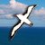 Pin Albatros Ceja Negra