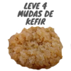 Kit 4 Mudas de Kefir De Agua Mais Manual De Cuidados Impresso