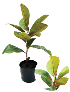 Árbol magnolia (CH06427396)