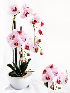 Orquídea en maceta cerámica blanca/purpura grande (F733KY-PU-4008)