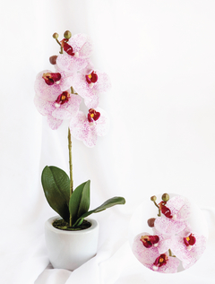 Orquídea en maceta ceramica blanca/purpura (F733KAD-PU-4008)