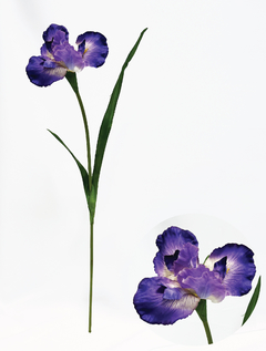 Vara iris violeta (L19629/DPU)