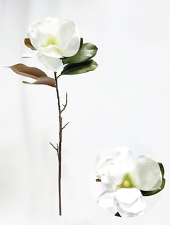 Vara magnolia (XA88002-8)