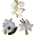 KIT 3 DENDROBIUM BRANCAS PRE ADULTAS COM IDENTIFICAÇÃO