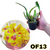 ONCIDIUM CAMALEÃO PRÉ ADULTA COM AVARIAS