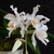 COELOGYNE CRISTATA PRÉ ADULTA (ORQUÍDEA BRANCA DE NEVE)