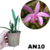 MINI LAELIA-MANTIQUEIRAE (PABSTII) ADULTA COM AVARIAS