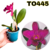 MINI CATTLEYA BLC NOBILES FRISSON DOCILE ADULTA - RAIZ NUA - comprar online