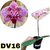 PHALAENOPSIS ADULTA CÓD DV16