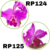 KIT (CATTLEYA LABIATA + CATTLEYA LUEDDEMANNIANA) PRÉ ADULTAS