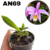 MUDA PEQUENA LAELIA JONGHEANA COM AVARIAS (MINI ORQUÍDEA) - comprar online