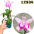 CATTLEYA ADULTA COD 12534 - EM FLORAÇÃO - comprar online