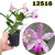 CATTLEYA ADULTA COD 12516 - EM FLORAÇÃO - comprar online