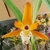 MAXILLARIA CONSANGUINEA ADULTA (MINI ORQUÍDEA)