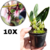 KIT PARA REVENDA - 10 BULBOPHYLLUM MINIATUM ADULTAS - comprar online