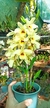 KIT 4 DENDROBIUM PORTE BAIXO CORES SORTIDAS (LOTE MISTO) - MAIS ORQUIDEAS