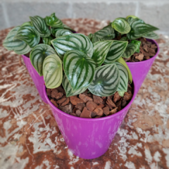 Peperomia Watermelon