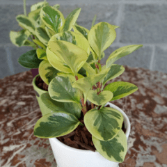 Peperomia Variegada