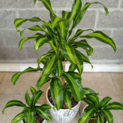 Dracaena Massangeana