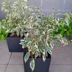 Ficus Variegado