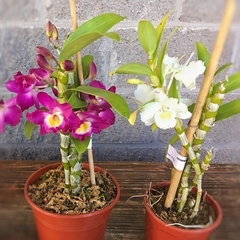 Orquídea Dendrobium - comprar online