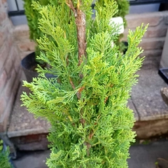 Cupressus totum - Vivero Mario