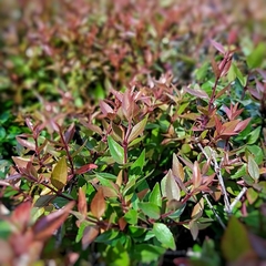 Abelia Compacta