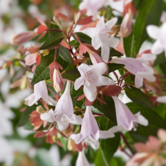 Abelia Grandiflora en internet