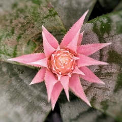 Imagen de Aechmea Fasciata