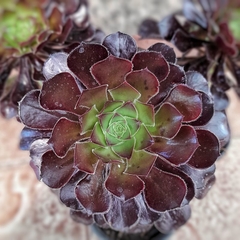 Crasa Aeonium