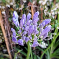 Imagen de Agapanthus