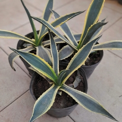 Agave Pita - Vivero Mario