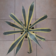 Agave Pita