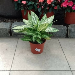 Aglaonema Brasil en internet