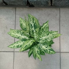 Aglaonema Brasil - Vivero Mario